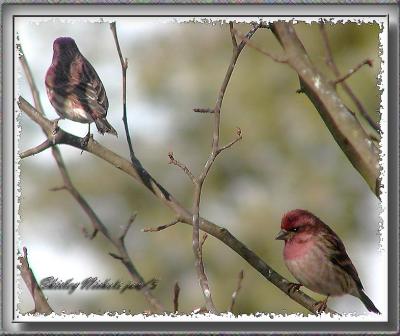 house finch pair.jpg