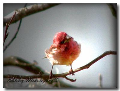 Lil House finch.jpg