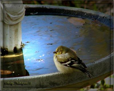 The Good Life SEEDS SUNSHINE SLEEP TILL ICE THAWS for a drink.jpg
