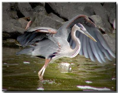 Blue Heron-wk3.jpg