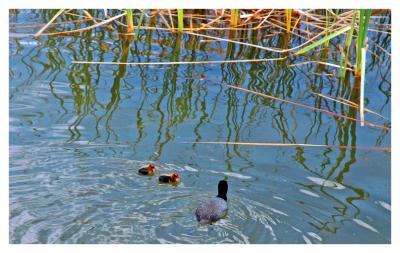 Coot and Babies_0220