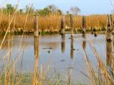 Old Camp Pilings