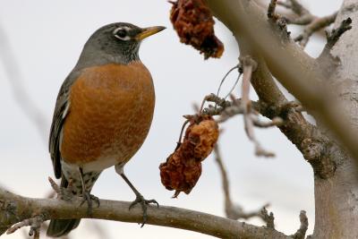 Robin