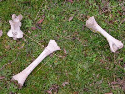 Bones near Temple of Antas (a sacrifice?)