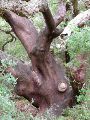 Cork oak trunk