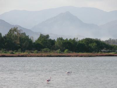 Flamingos and mountains