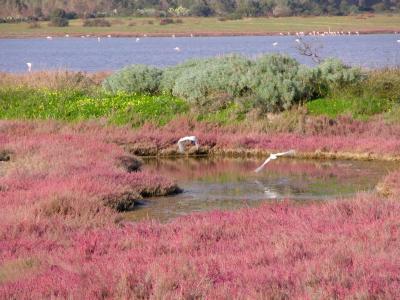 Pond and flying herons