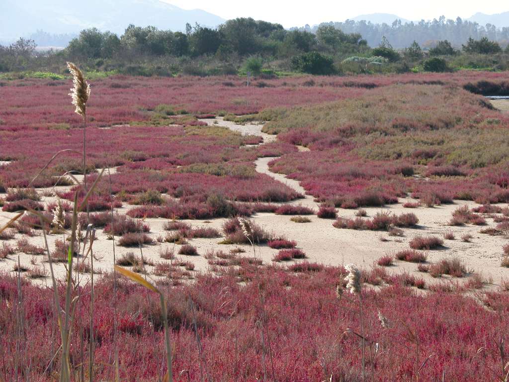 Pond and marsh