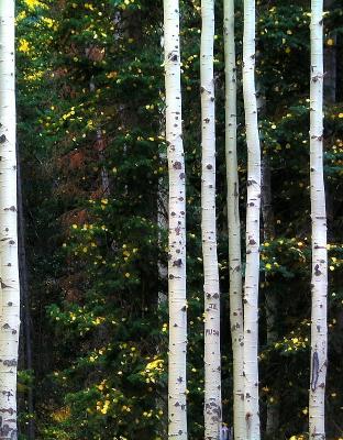 Aspen Study #2