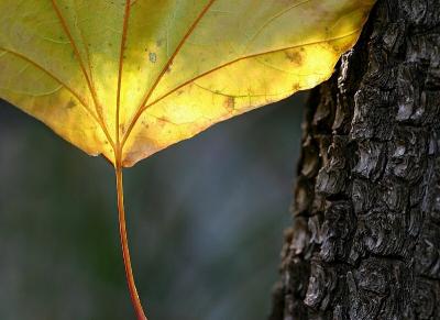 Leaf and Tree - Oak Creek Canyon