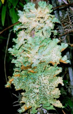 forest lichen