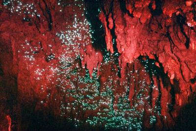 glow worms in waitomo caves