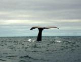sperm whale fluke off kiakoura