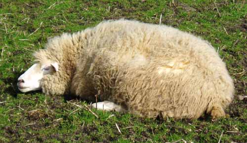 Do sheep count sheep to sleep?