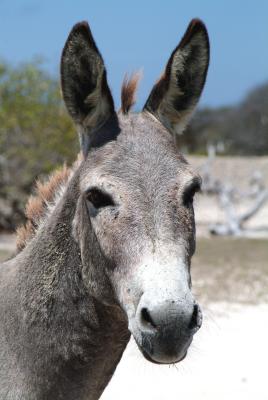 Who me? (wild donkeys in Bonaire)