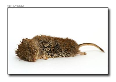 dead wood mouse copy.jpg