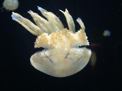 jellyfish--.JPG