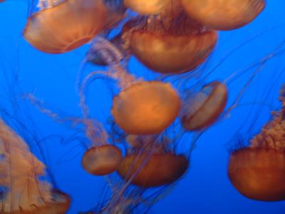 jellyfish.JPG