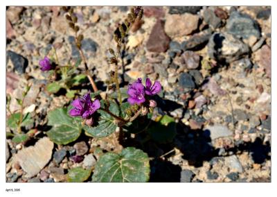 Purple Flowers (name?)