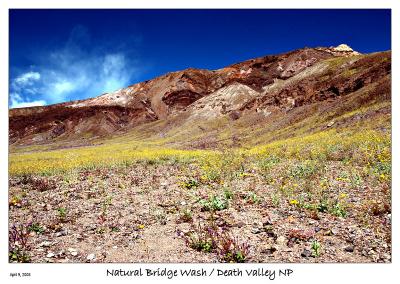 Hillside of Desert Gold