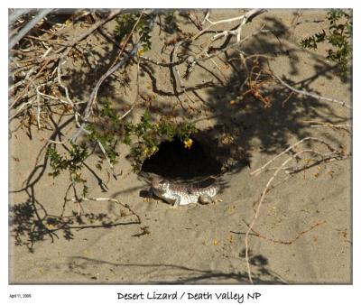 Desert Lizard