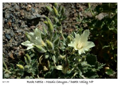u16/bryan_murahashi/medium/42116428.041105_DSC_3895_RockNettle.jpg