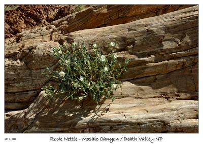 Rock Nettle