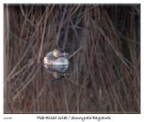 Pied-Billed Grieb at the Sunnyvale Baylands