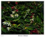 Fragrant Sarcococca