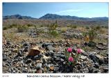 Day 3 - Beavertail Cactus blossoms