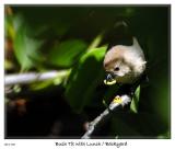 Bird with lunch