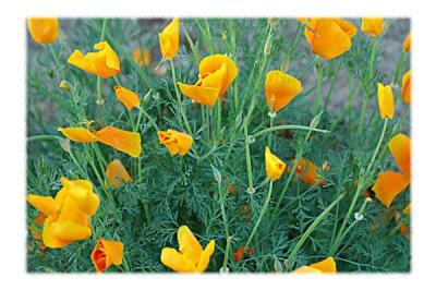 poppy field