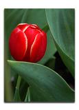 Baby Red Tulip