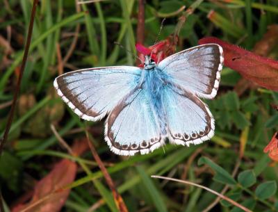 Chalkhill blue 2