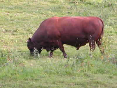 South Devon bull