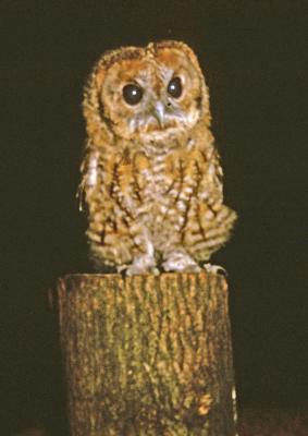 Tawny owl 1