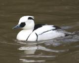 Smew 1