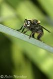 Mosca Salteadora de Color Amarillo (Laphria flava)