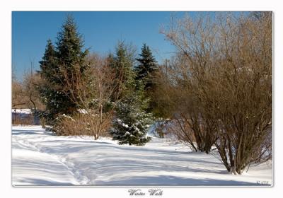 Winter Walk