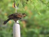 Redwing