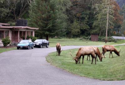 ROOSEVELT ELK