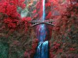 Color Infrared