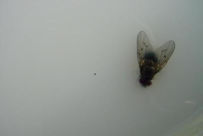 milky fly