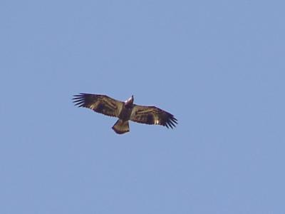 Immature Eagle