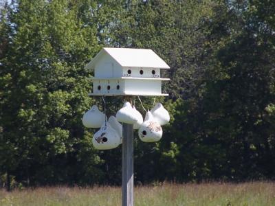 Bird houses?