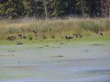 Geese Arriving