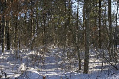 Benson Brook after the January blizzard