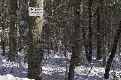 Hagemann Woods after the January blizzard