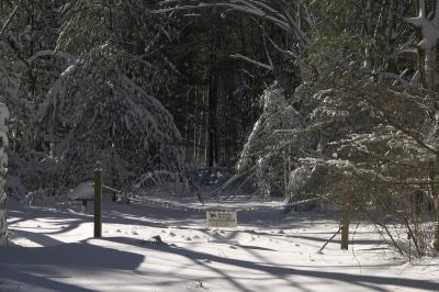Peirson Woods after the January blizzard