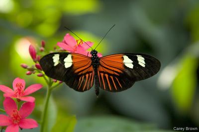 Butterfly Museum